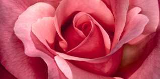 Festa delle Rose e delle Rite – Monte Meraviglia Hotel