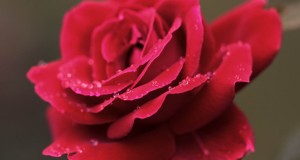 Festa delle Rose e delle Rite