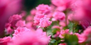 Festa delle Rose e delle Rite – La Reggia